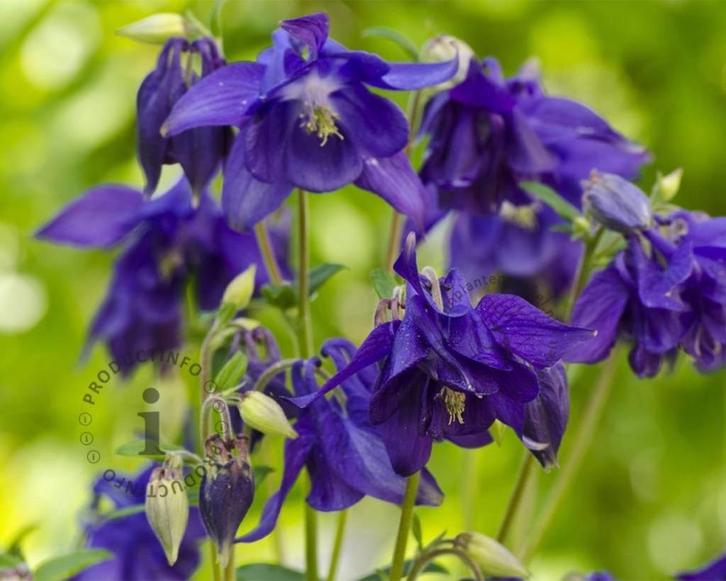 Akelei, vaste plant, goed geworteld, blauw,roze,bijna gratis, Tuin en Terras, Planten | Tuinplanten, Vaste plant, Overige soorten