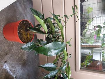 Citroen kumquat boompje, voor tuin en moestuin boompje beschikbaar voor biedingen