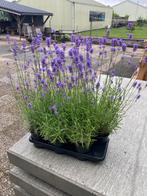 Lavendel Munstead., Volle zon, Vaste plant, Zomer, Ophalen