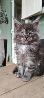 Maine Coon Kittens, Meerdere dieren