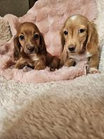 Langhaar dwerg teckel langharige dwergteckel pups, Dieren en Toebehoren, Honden | Teckels en Dashonden, 8 tot 15 weken, Dwerg