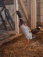 Mooie lieve mannetjes loopeend!, Dieren en Toebehoren, Pluimvee, Mannelijk, Eend