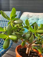 Crassula ovata met pot, Ophalen of Verzenden, Halfschaduw, Minder dan 100 cm
