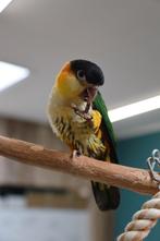 Jonge Baby Zwartkop Caique´s | getest | Speels | Handtam, Dieren en Toebehoren, Vogels | Parkieten en Papegaaien, Meerdere dieren