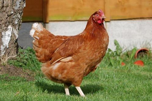 Legkippen hennen tegen de leg ca18 weken bruin, wit en zwart, Dieren en Toebehoren, Pluimvee, Kip, Vrouwelijk