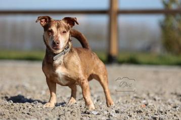 Ter dekking Red Merle Jack Russel reu beschikbaar voor biedingen