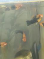 5 Jonge Zwaarddrager, Dieren en Toebehoren, Vissen | Aquariumvissen, Vis, Zoetwatervis