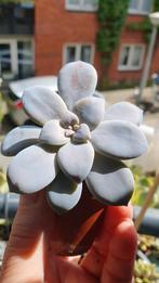 Graptopetalum Superbum geen echeveria vetplant succulent, Huis en Inrichting, Vetplant, Ophalen of Verzenden, In pot, Minder dan 100 cm