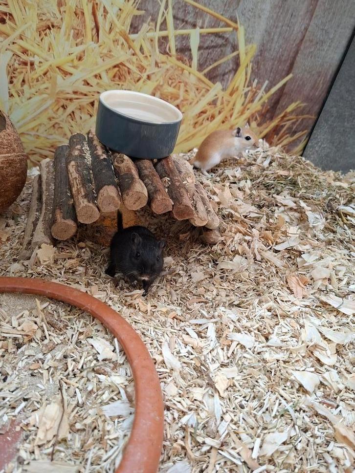 Hele leuke gerbil mannen, Dieren en Toebehoren, Knaagdieren, Mannelijk, Overige typen, Juli