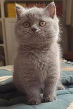 Te koop prachtige BRITS KORTHAAR KITTENS 8 weken, Dieren en Toebehoren, Meerdere dieren, Ontwormd