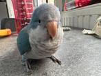 Muispatkiet te koop TAM, Dieren en Toebehoren, Vogels | Parkieten en Papegaaien, Mannelijk, Papegaai