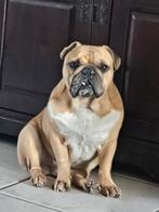 kleinschalige huiselijke oppas voor kleine hondjes., Ophalen