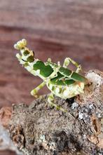 Bidsprinkhaan Theopropus Elegans, Dieren en Toebehoren, Sprinkhaan of Krekel