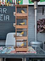 Waterslagers tekoop, Mannelijk, Zangkanarie