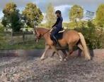 Haflinger merrie tekoop, Dieren en Toebehoren, Merrie, 0 tot 2 jaar