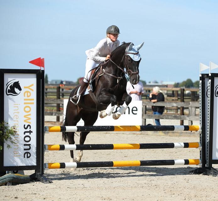 Lieve ruin 9 jaar E-pony GERESERVEERD, Dieren en Toebehoren, Pony's, Ruin, L, 7 tot 10 jaar, Met stamboom, Ontwormd, Ingeënt