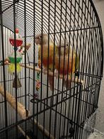 Pyhrrura, Meerdere dieren, Dwergpapegaai of Agapornis, Geringd