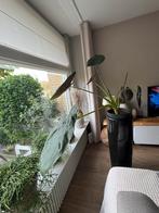 Prachtige grote plant, Ophalen, Overige soorten, Halfschaduw, In pot
