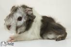 Choco zilvervos witte (california choco)? peruvian cavia, Dieren en Toebehoren, Knaagdieren, Cavia, Mannelijk, Tam, September