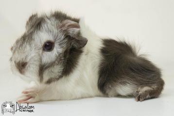 Choco zilvervos witte (california choco)? peruvian cavia beschikbaar voor biedingen