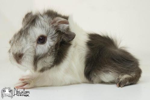 Choco zilvervos witte (california choco)? peruvian cavia, Dieren en Toebehoren, Knaagdieren, Mannelijk, Cavia, September, Tam