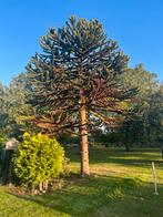 Apenboom 5-6 meter, Tuin en Terras, Planten | Bomen, Bloeit niet, Overige soorten, 400 cm of meer, Ophalen