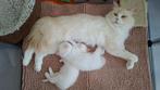 Ragdoll (3/4) x Siberische Boskat (1/4) kitten, Kater, Gechipt, 0 tot 2 jaar