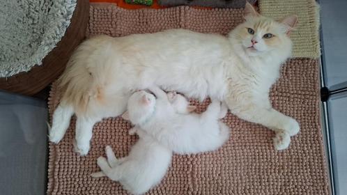 Ragdoll (3/4) x Siberische Boskat (1/4) kitten, Dieren en Toebehoren, Katten en Kittens | Raskatten | Langhaar, Kater, 0 tot 2 jaar