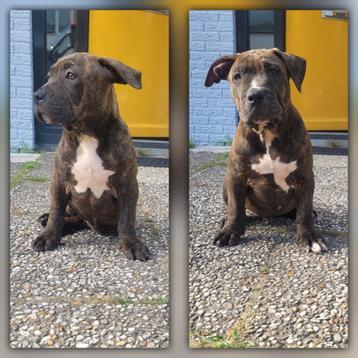 Bully XL x American Stafford Pups beschikbaar voor biedingen