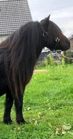 Super knappe dragende merrie!!!, Dieren en Toebehoren, Pony's, Merrie, Gechipt, Niet van toepassing, A pony (tot 1.17m)