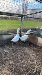 Witte ganzen, Meerdere dieren, Gans of Zwaan