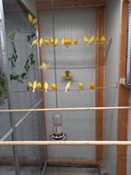 Kanaries, Dieren en Toebehoren, Meerdere dieren, Kleurkanarie