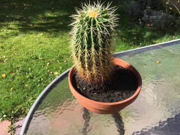 Schoonmoederszetel Cactus in Pot beschikbaar voor biedingen