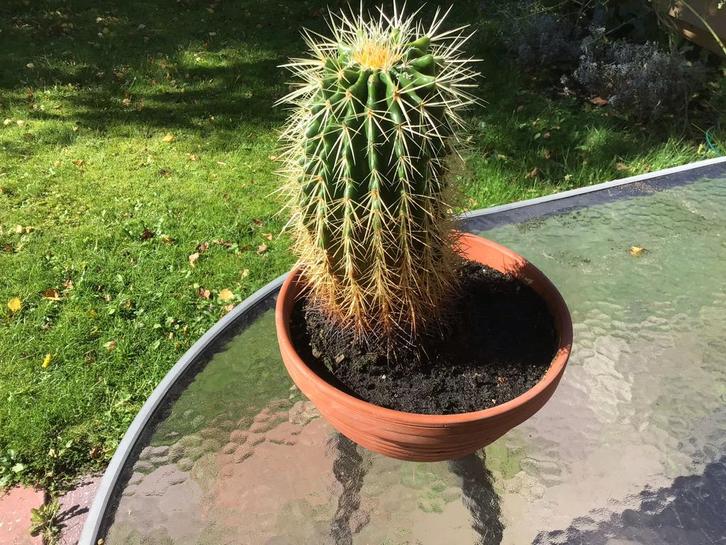 Schoonmoederszetel Cactus in Pot, Tuin en Terras, Planten | Tuinplanten, Vaste plant, Overige soorten, Volle zon, Bloeit niet