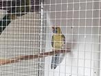 te ruil stro gele  rosella, Dieren en Toebehoren, Mannelijk, Parkiet