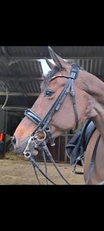 Stang en trens hoofdstel evt incl bitten, Dieren en Toebehoren, Paarden en Pony's | Hoofdstellen en Tuigage, Ophalen of Verzenden