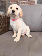 Labrador x labradoodle, Dieren en Toebehoren, Rabiës (hondsdolheid), 8 tot 15 weken, Teef, Eén hond