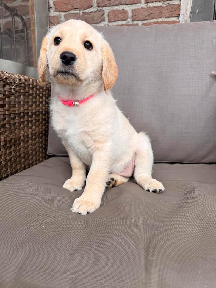 Labrador x labradoodle, Dieren en Toebehoren, Honden | Niet-rashonden, Middel, Teef, Particulier, Eén hond, Nederland, 8 tot 15 weken