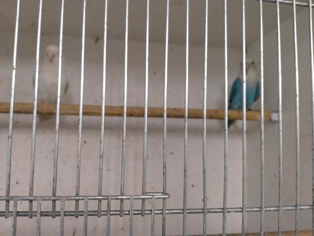 Agapornis fischeri div koppels, Dieren en Toebehoren, Vogels | Parkieten en Papegaaien, Meerdere dieren, Dwergpapegaai of Agapornis