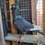Duiven te koop man, Dieren en Toebehoren, Vogels | Duiven, Mannelijk, Overige soorten