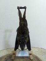 Opgezette hangende vleerhond, vleermuis, cynopterus sphinx, Verzamelen, Dierenverzamelingen, Ophalen of Verzenden, Nieuw, Overige soorten