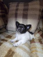 Chihuahua  pups, Dieren en Toebehoren, 8 tot 15 weken, Meerdere, Meerdere dieren, Chihuahua