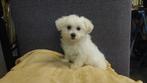 Maltezer pups ( beeld schone ), Nederland, Overige rassen, CDV (hondenziekte), 8 tot 15 weken
