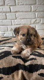 Boomer pups, Overige rassen, CDV (hondenziekte), 8 tot 15 weken, Meerdere