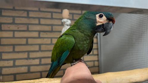 Ara Maracana super tamme  2025, Dieren en Toebehoren, Vogels | Parkieten en Papegaaien, Papegaai, Vrouwelijk, Pratend, Tam, Geringd