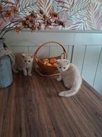 Brits korthaar kittens Met of zonder stamboom, Dieren en Toebehoren, Meerdere dieren