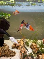 Jonge Koi Sanke zwaarddragers vissen 3week oud (eigen kweek), Vis, Zoetwatervis, Schoolvis