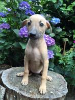 Zeldzaam mooie gele whippet pups, Dieren en Toebehoren, Honden | Windhonden, Nederland, Whippet, CDV (hondenziekte), 8 tot 15 weken