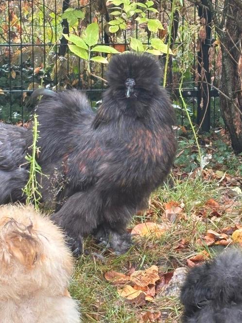 Prachtige jonge USA zijdehoen haan, Dieren en Toebehoren, Pluimvee, Kip, Mannelijk