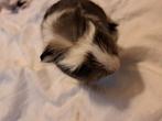 Cavia mannetje, Dieren en Toebehoren, Knaagdieren, Cavia, Mannelijk, Tam, September